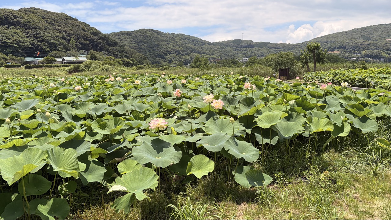 唐比ハス園のハス池と背後の山並み(諫早市)