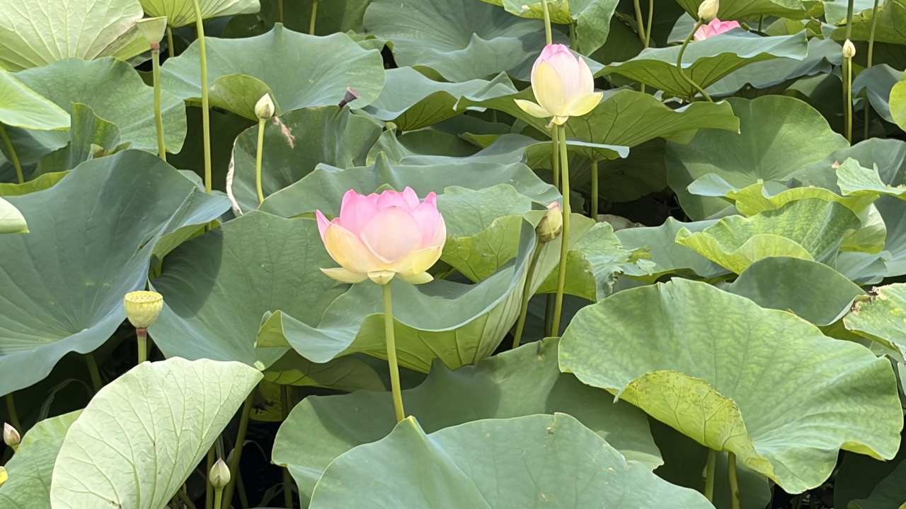 咲き始めのピンクのハスの花のアップ