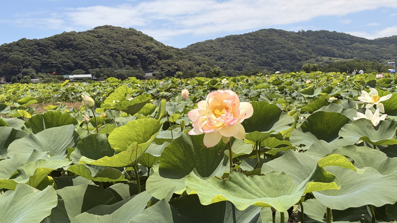 山を背景に咲く唐比ハス園のハス